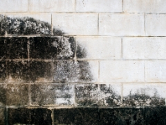 藻やカビの症状